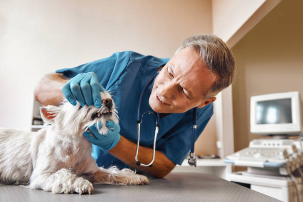 Best Same-Day Emergency Dental Services in Northwest Harbor, NY
